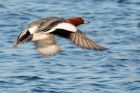 wigeon_271208e.jpg