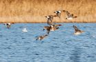 wigeon_271208f.jpg