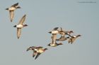 wigeon_281216b.jpg