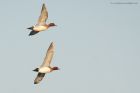 wigeon_281216c.jpg