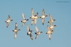 wigeon_281216d.jpg