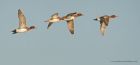 wigeon_281216e.jpg