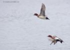 wigeon_311211b.jpg