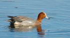 wigeon_LM_08012019a.jpg