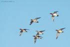 wigeon_MM_151219b.jpg