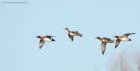 wigeon_MM_151219c.jpg