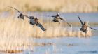 wigeon_MM_250221a.jpg