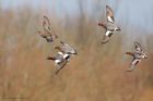 wigeon_MM_250221b.jpg