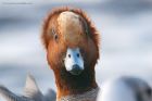 wigeon_MiM_270220a.jpg