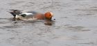 wigeon_mmWWT_250119a.jpg