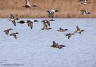 wildfowl_140111a.jpg