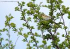 willowWarbler_030510a.jpg