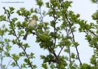 willowWarbler_030510b.jpg