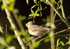 willowWarbler_110409a.jpg