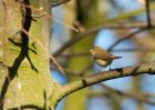 willowWarbler_110409b.jpg