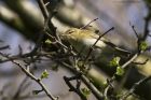 willowWarbler_180415e.jpg