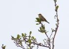 willowWarbler_270409a.jpg