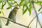 Filename=willowWarbler_NBPT_0981.jpg
Filesize=369KB
Dimensions=1200x800
Date added=Mar 04, 2021 willowWarbler_NBPT_0981.jpg