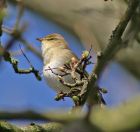 willowwarbler_1704a.jpg