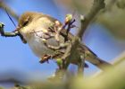 willowwarbler_1704b.jpg