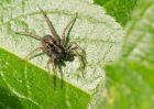 wolfSpider_130509c.jpg