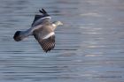 woodPigeon_050113b.jpg