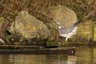 woodPigeon_050113d.jpg