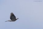 woodPigeon_210315a.jpg