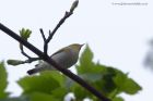 woodWarbler_230411a.jpg