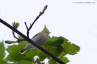 woodWarbler_230411b.jpg