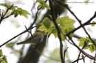 woodWarbler_230411d.jpg