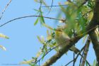 woodWarbler_NBPT_0976.jpg