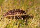 woodlouse_200209b.jpg