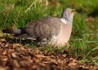 woodpigeon_040409b.jpg