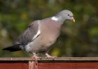 woodpigeon_040511b.jpg