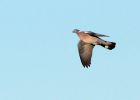 woodpigeon_061208a.jpg