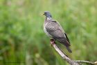 woodpigeon_110811a.jpg