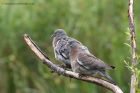 woodpigeon_110811c.jpg