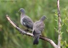 woodpigeon_110811d.jpg