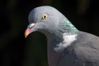 woodpigeon_150413a.jpg