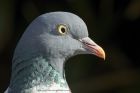 woodpigeon_150413c.jpg