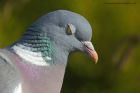 woodpigeon_150413g.jpg