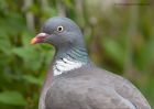 woodpigeon_150710b.jpg