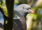 Filename=woodpigeon_180409a.jpg
Filesize=145KB
Dimensions=800x571
Date added=Apr 18, 2009 woodpigeon_180409a.jpg