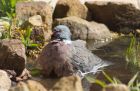 woodpigeon_200410b.jpg