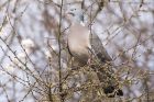 woodpigeon_220415a.jpg