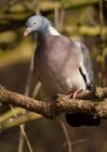 woodpigeon_230309a.jpg