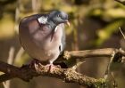 woodpigeon_230309b.jpg