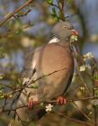 Filename=woodpigeon_3103a.jpg
Filesize=137KB
Dimensions=624x800
Date added=Aug 19, 2008 woodpigeon_3103a.jpg