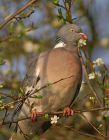 woodpigeon_3103a.jpg